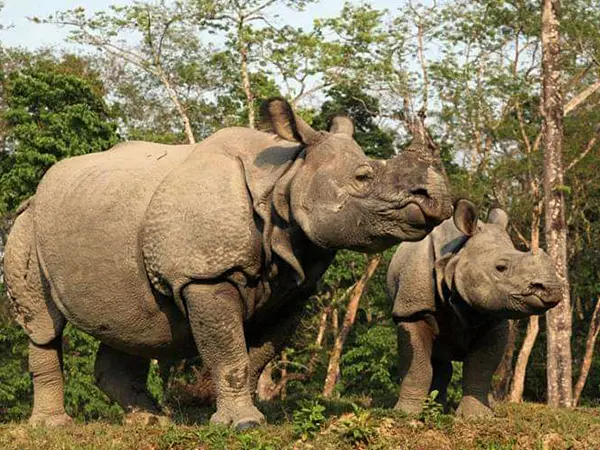 Kathmandu Chitwan Tour 2 Nights 3 Days