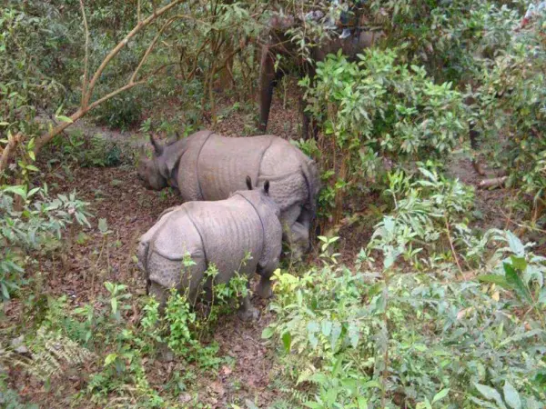 Chitwan package tour